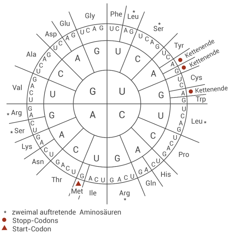 Kodon-Rad des genetischen Codes: mRNA-Codons zu Aminosäuren, markierte Start- (Met) und Stopp-Codons.
